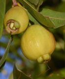 Syzygium jambos. Плоды. Израиль, Шарон, пос. Кфар Шмариягу, в культуре. 08.06.2014.