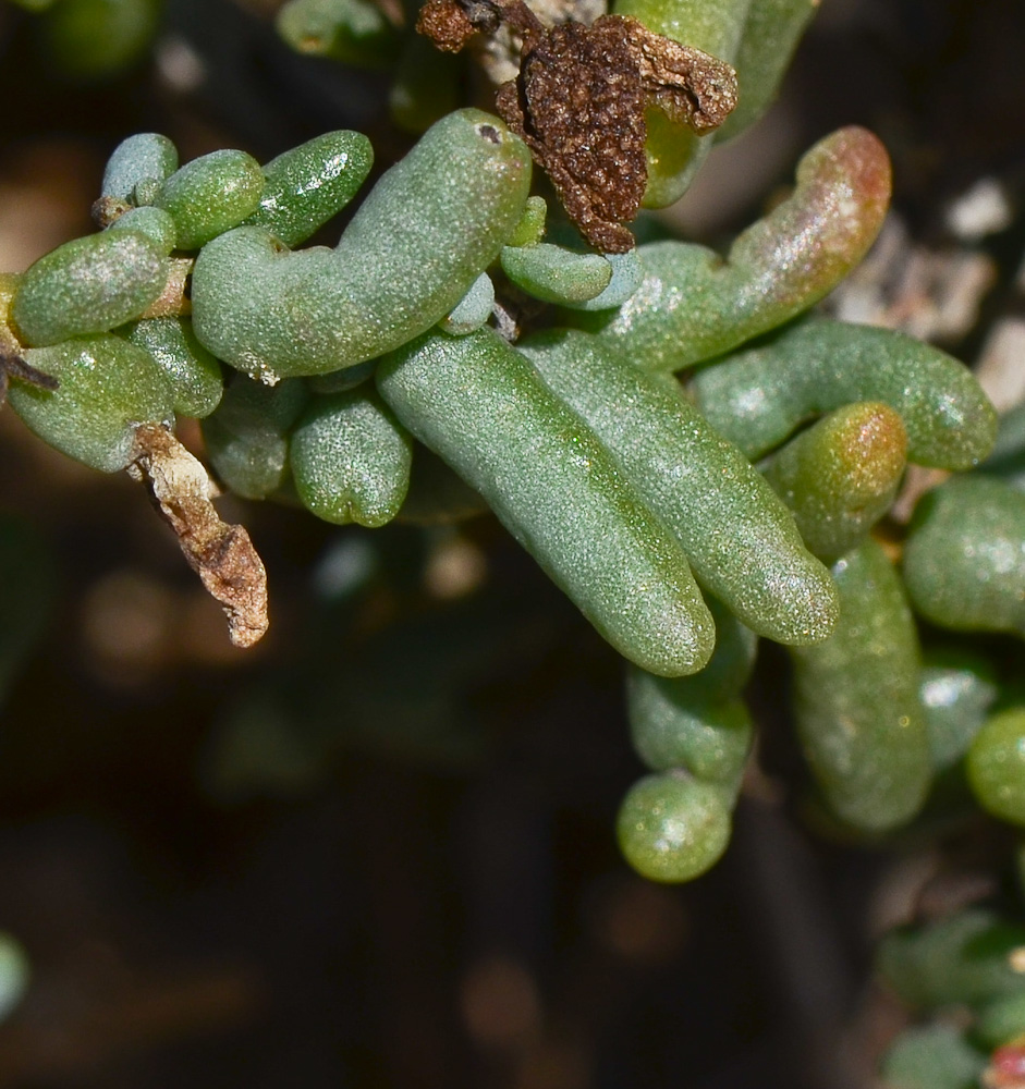 Image of Suaeda fruticosa specimen.