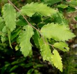 Zelkova carpinifolia. Верхняя часть веточки. Германия, г. Дюссельдорф, Ботанический сад университета. 03.06.2014.