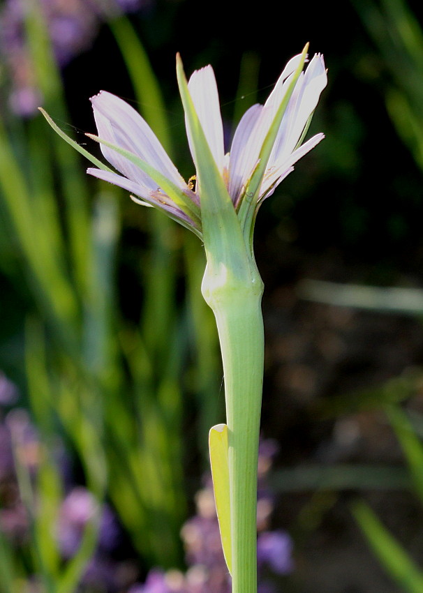 Image of Tragopogon porrifolius specimen.
