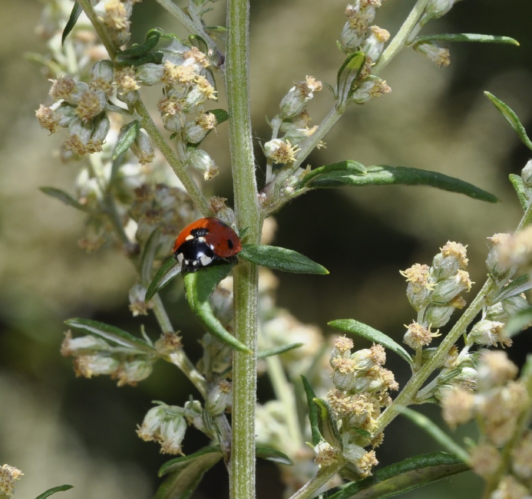 Изображение особи Artemisia vulgaris.