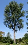 Populus deltoides. Взрослое растение, поражённое Омелой белой (Viscum album). Германия, г. Дюссельдорф, Ботанический сад университета. 03.07.2014.