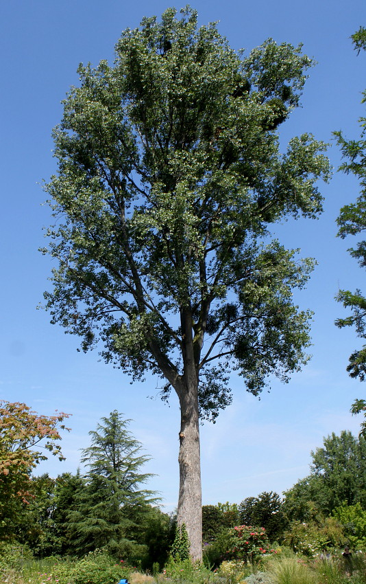 Изображение особи Populus deltoides.