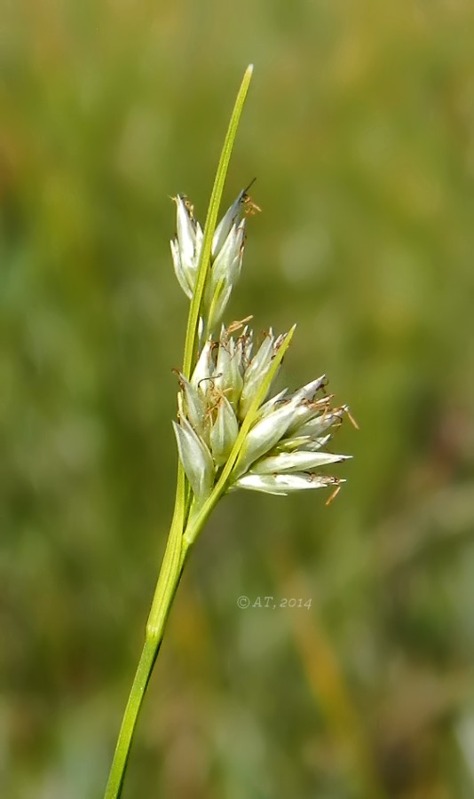 Изображение особи Rhynchospora alba.