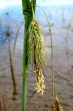 Carex paleacea