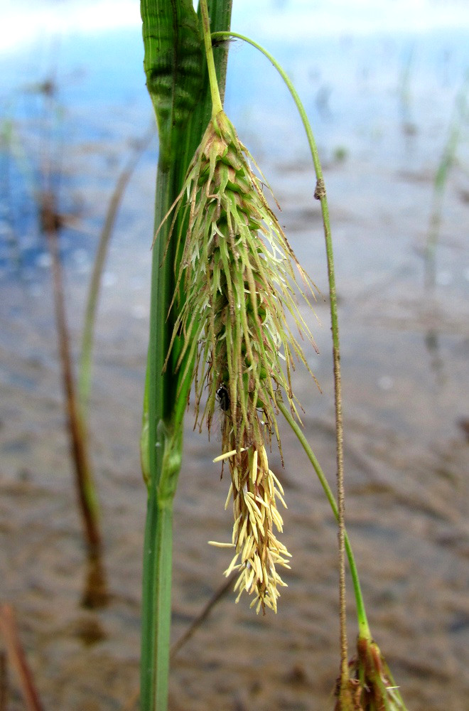 Изображение особи Carex paleacea.