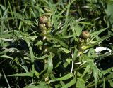 Cirsium heterophyllum. Верхушки расцветающих растений. Московская обл., Раменский р-н, окр. ж.-д. платформы Хрипань, просека под ЛЭП. 01.06.2014.