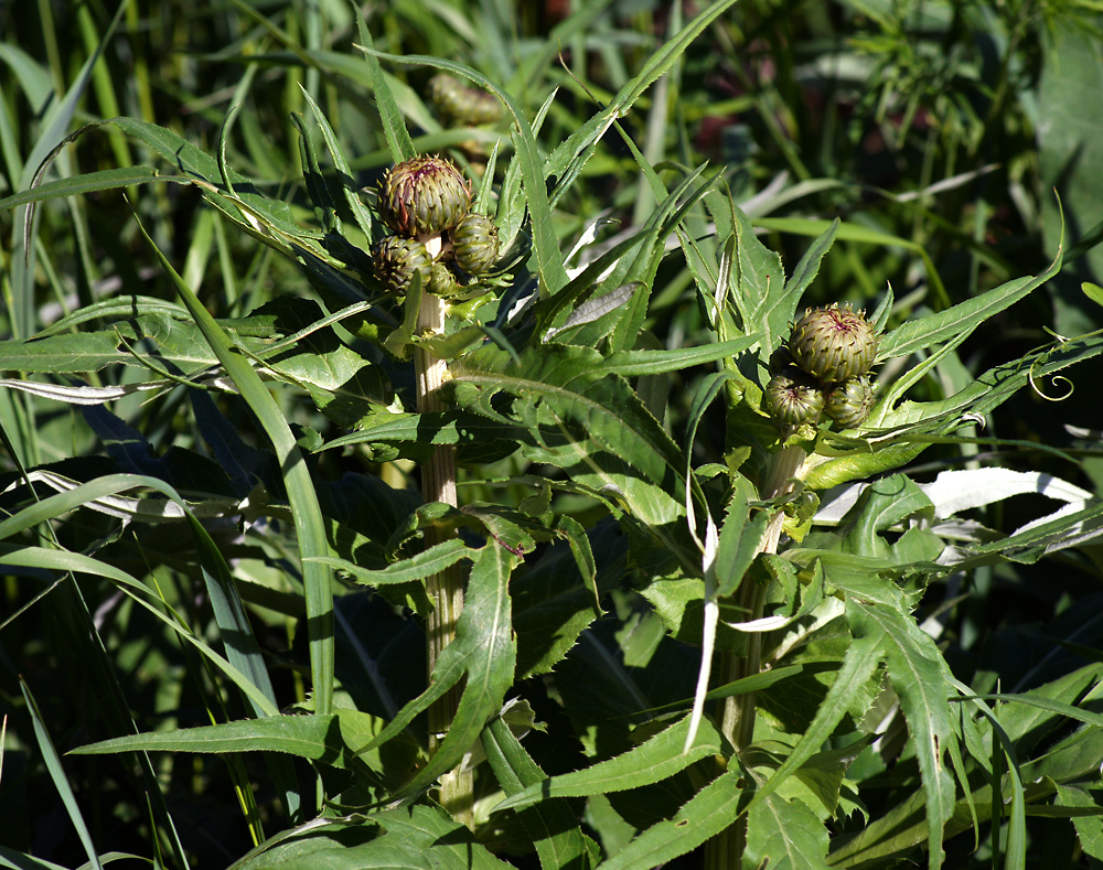 Изображение особи Cirsium heterophyllum.