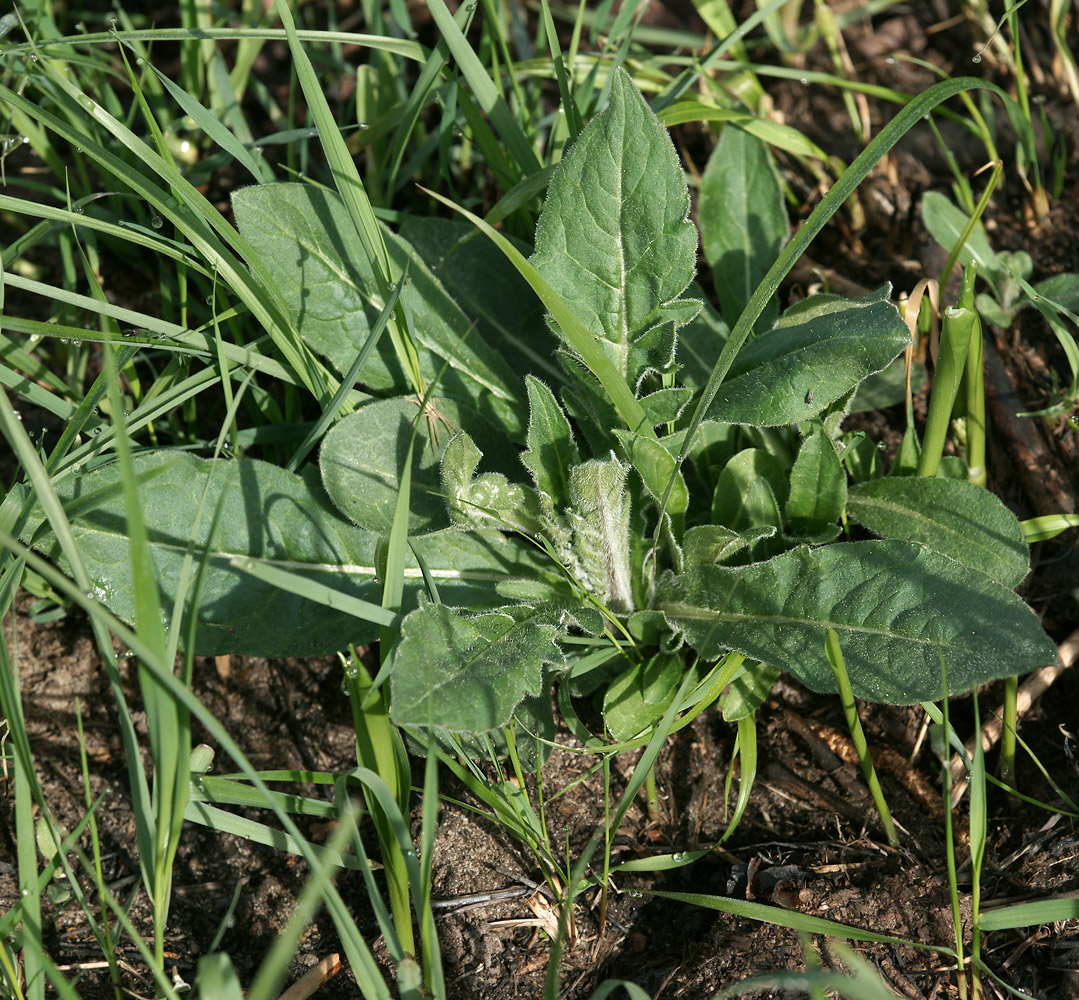 Image of Knautia arvensis specimen.
