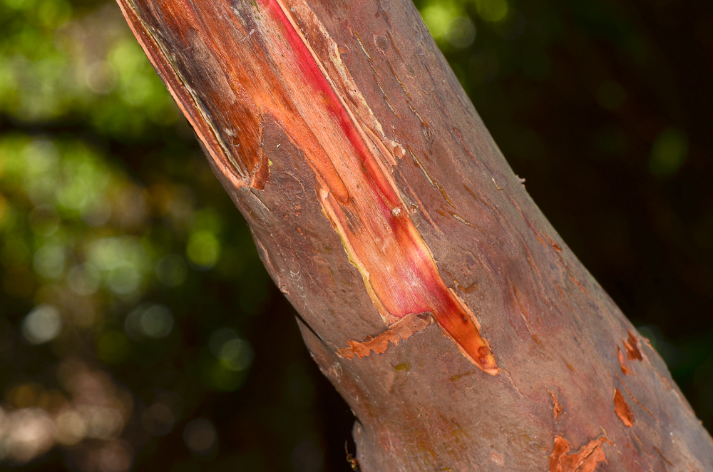 Image of Arbutus andrachne specimen.
