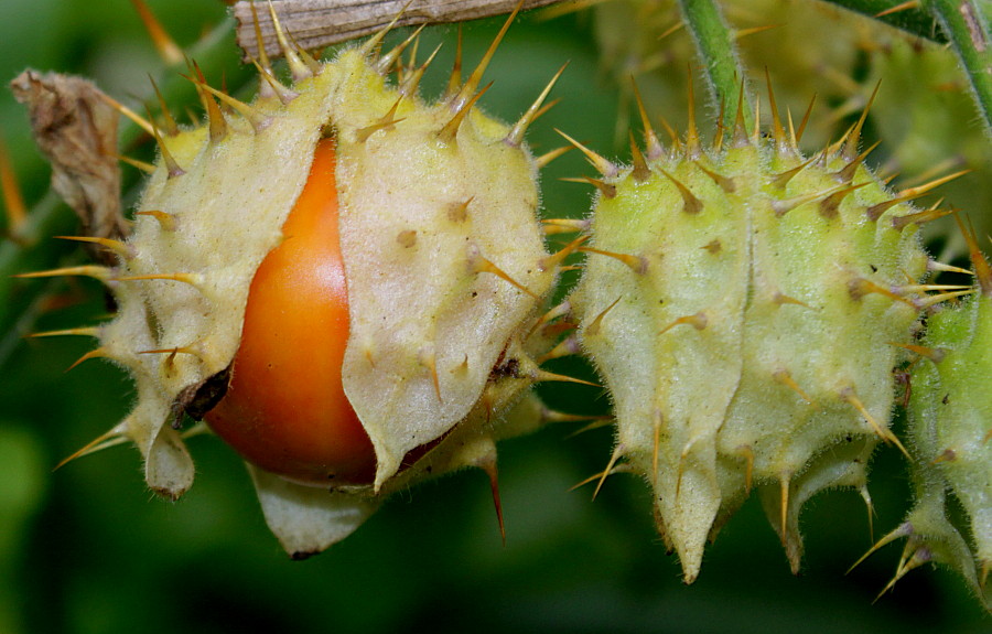 Image of Solanum sisymbriifolium specimen.