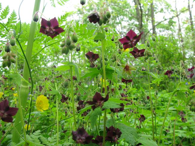 Image of Geranium phaeum specimen.