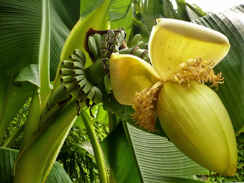 Image of Musa basjoo specimen.