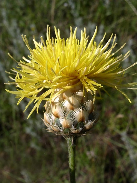 Image of Centaurea orientalis specimen.