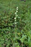 Zigadenus sibiricus. Цветущее растение в смешанном лесу. Хакасия, окр. г. Сорск. 13.08.2009.