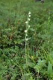 Zigadenus sibiricus