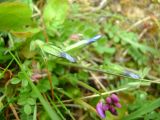 Gentiana nivalis