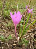 Colchicum laetum