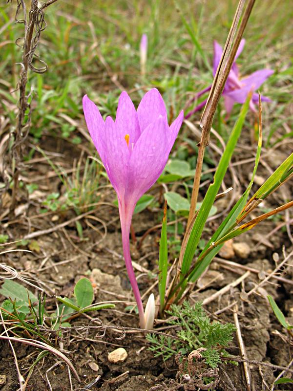 Изображение особи Colchicum laetum.