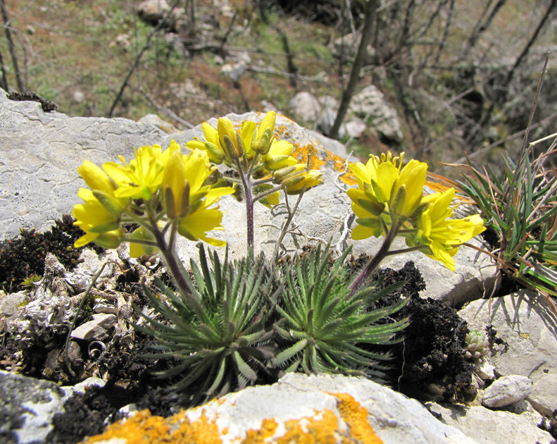 Image of Draba cuspidata specimen.