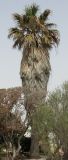 Washingtonia filifera