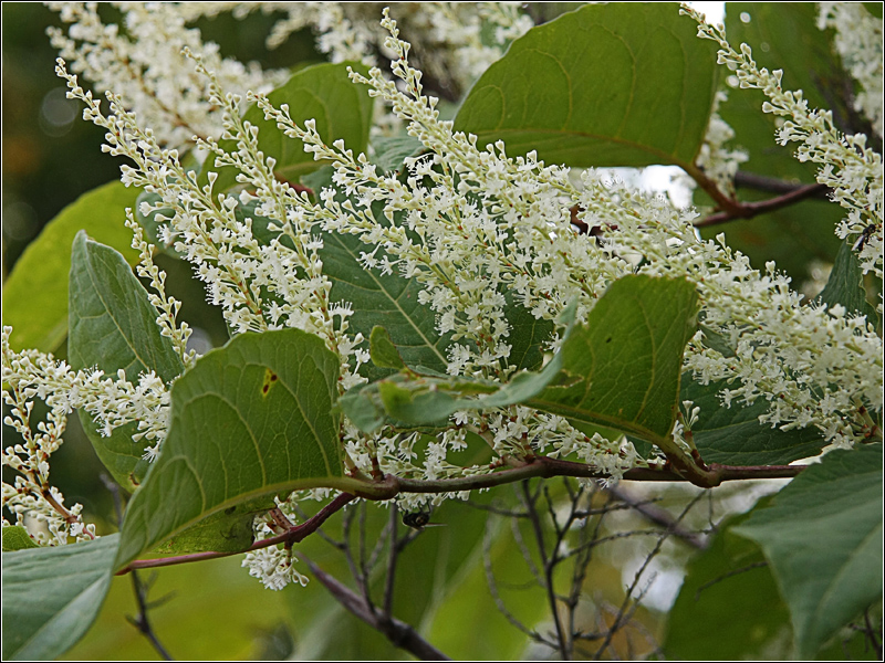 Изображение особи Reynoutria japonica.