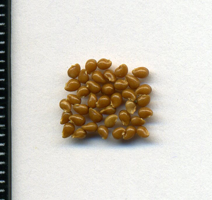 Image of Physocarpus opulifolius specimen.