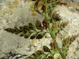 Asplenium billotii