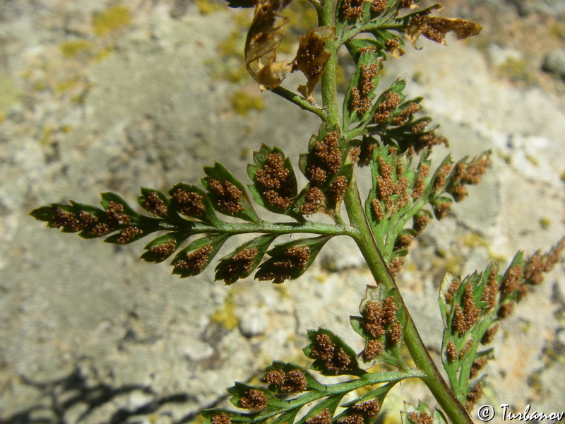 Image of Asplenium billotii specimen.