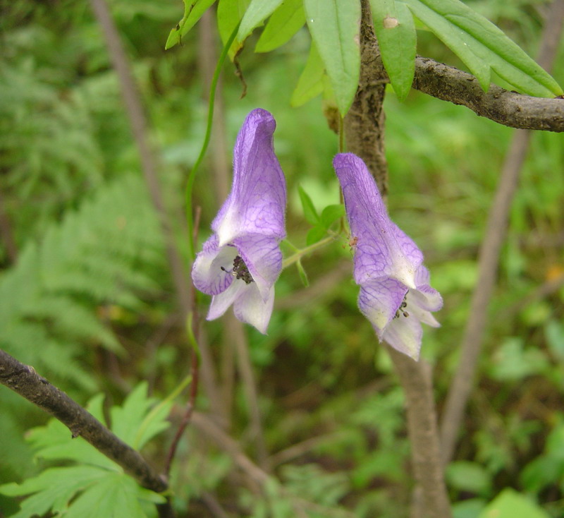 Изображение особи Aconitum volubile.