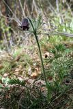 Pulsatilla pratensis. Отцветающее растение с отрастающими прикорневыми листьями. Украина, Киев, заказник \"Лесники\". 27 апреля 2007 г.