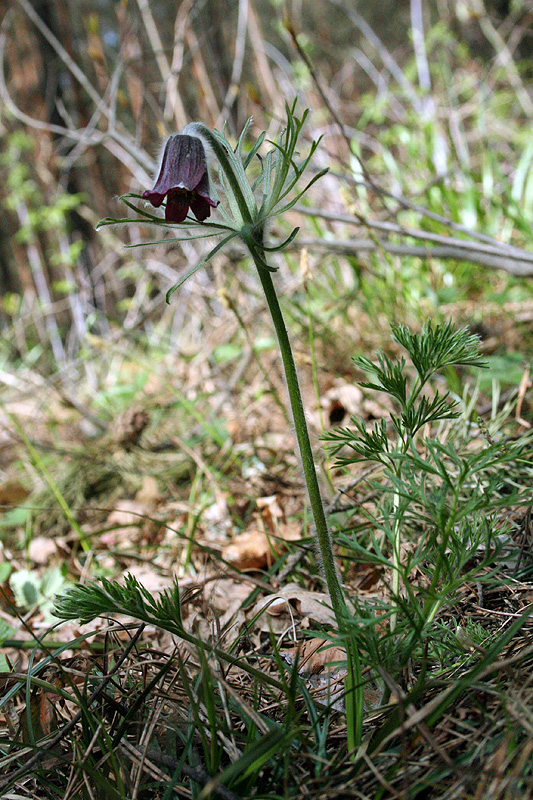 Изображение особи Pulsatilla pratensis.