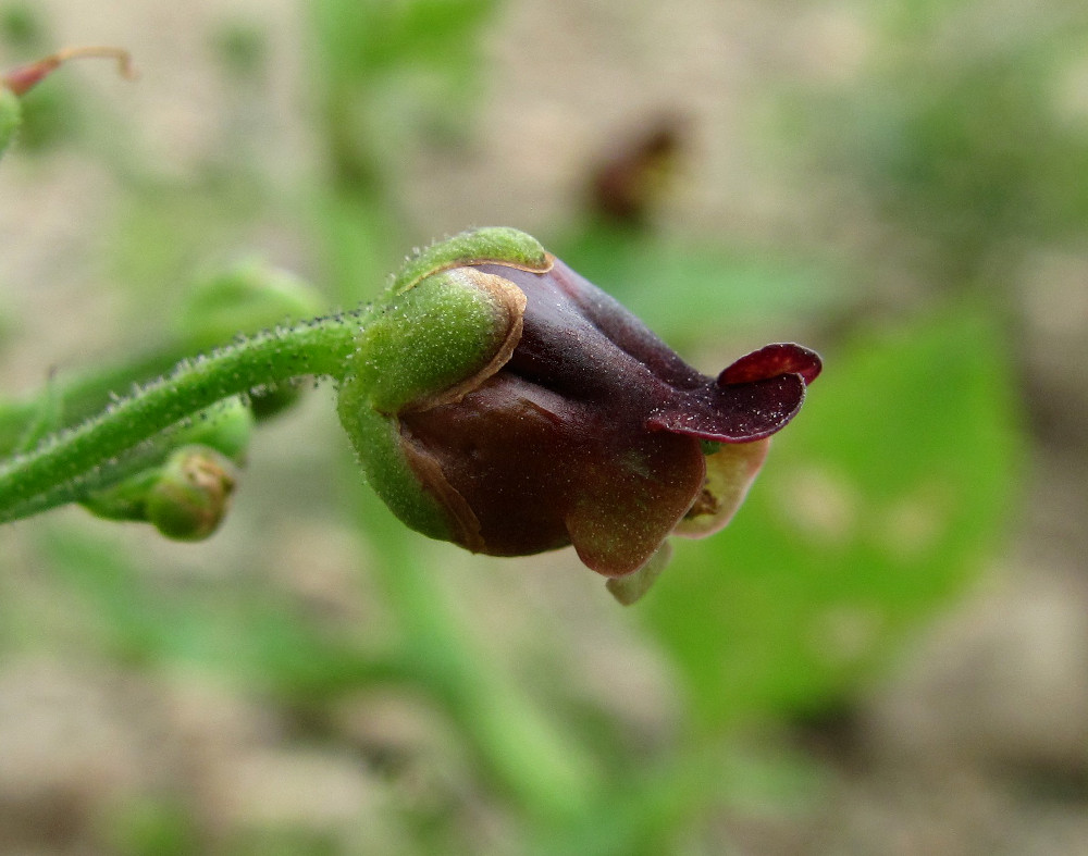 Image of Scrophularia scopolii specimen.
