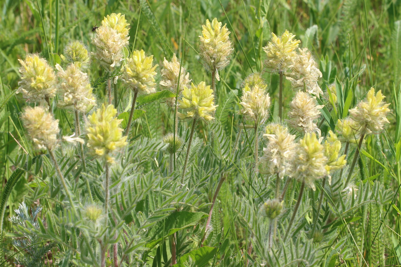 Изображение особи Oxytropis pilosa.