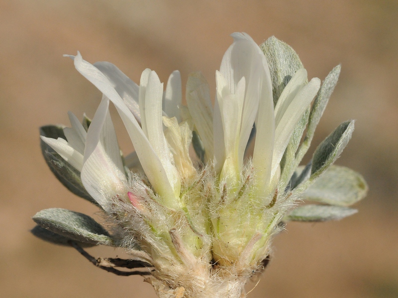 Изображение особи Astragalus alberti.