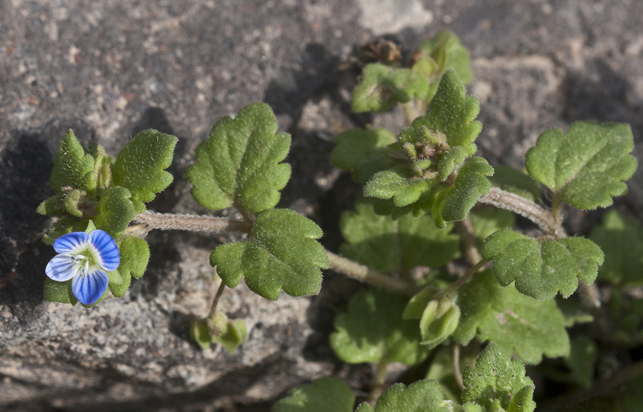 Image of Veronica polita specimen.