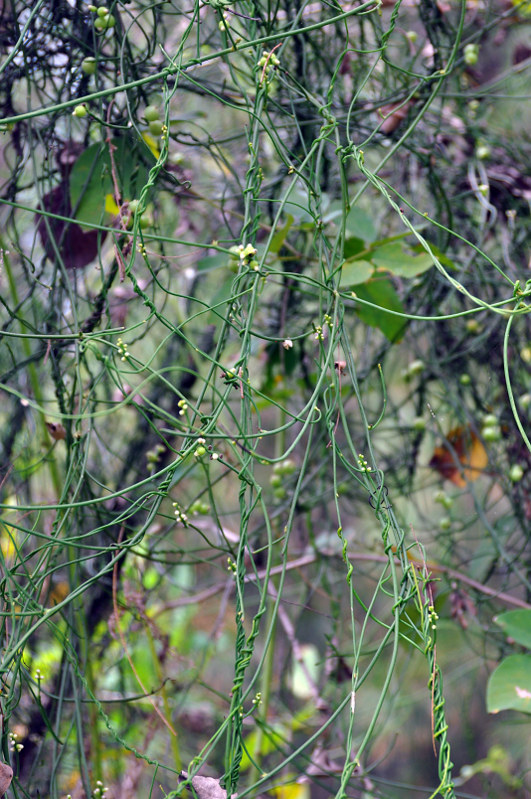 Image of Cassytha filiformis specimen.