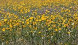 Sonchus arvensis