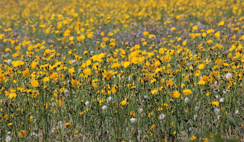 Изображение особи Sonchus arvensis.