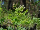 Thalictrum baicalense