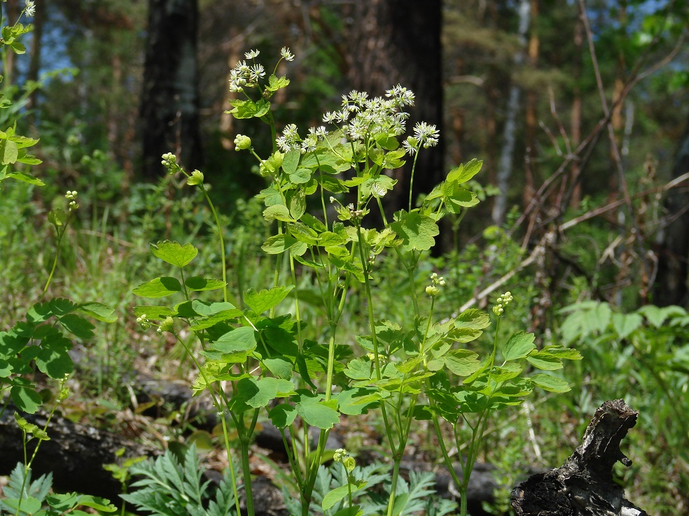 Image of Thalictrum baicalense specimen.