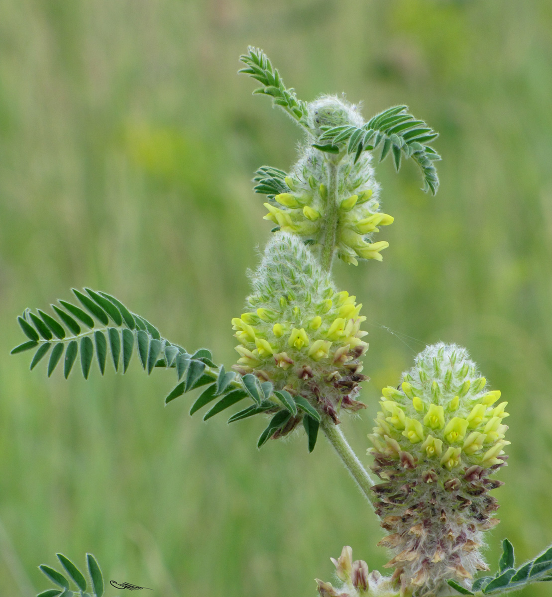 Изображение особи Astragalus alopecurus.