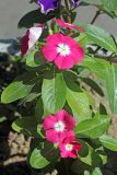 Catharanthus roseus