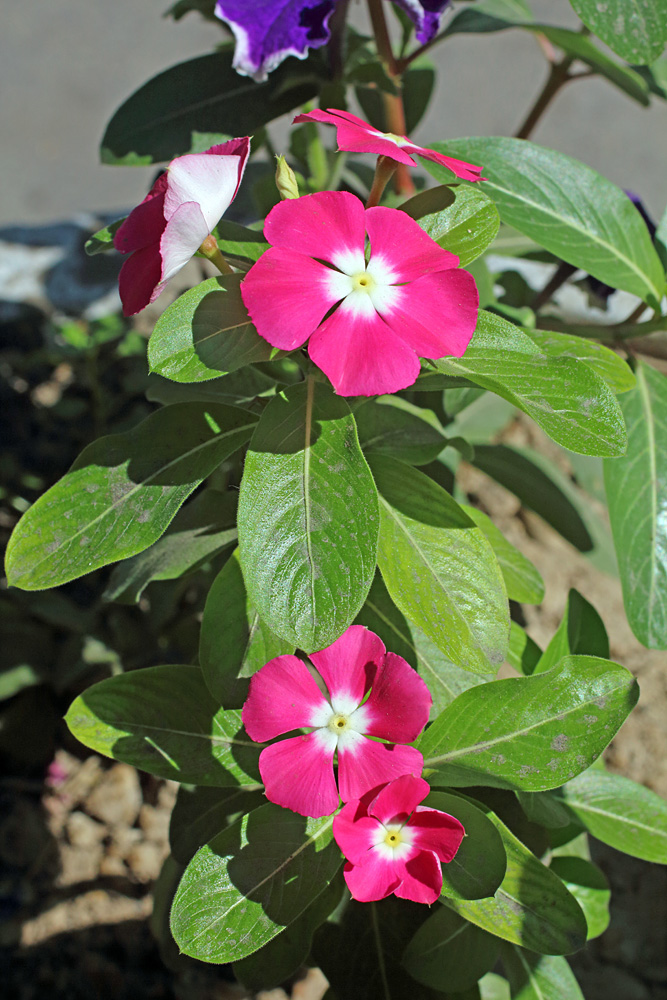 Изображение особи Catharanthus roseus.