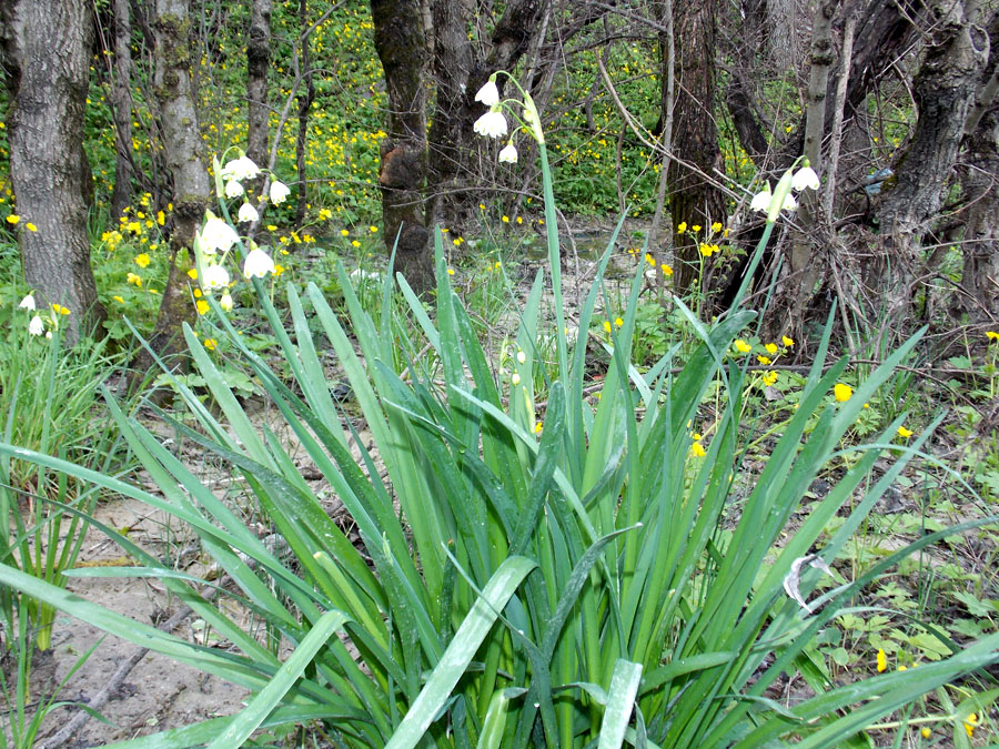 Image of Leucojum aestivum specimen.