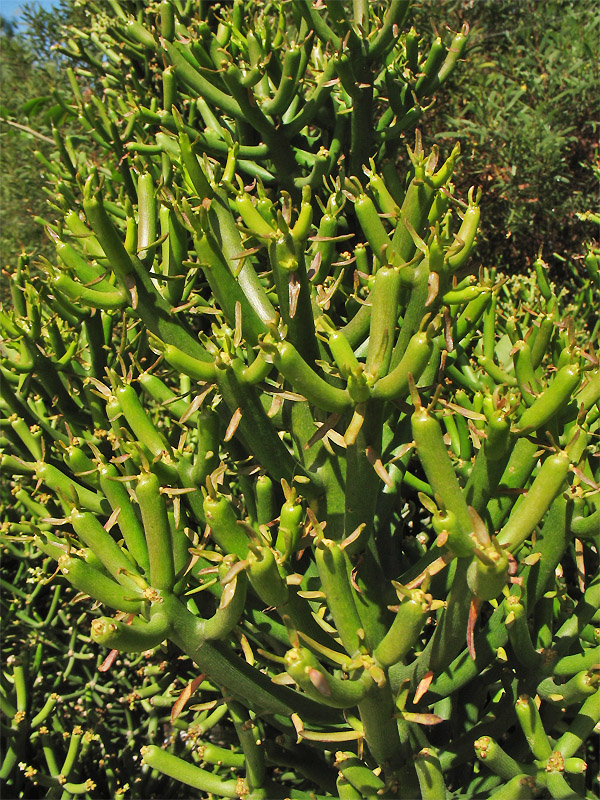 Изображение особи Euphorbia tirucalli.