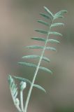 Image of specimen