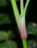 Commelina erecta