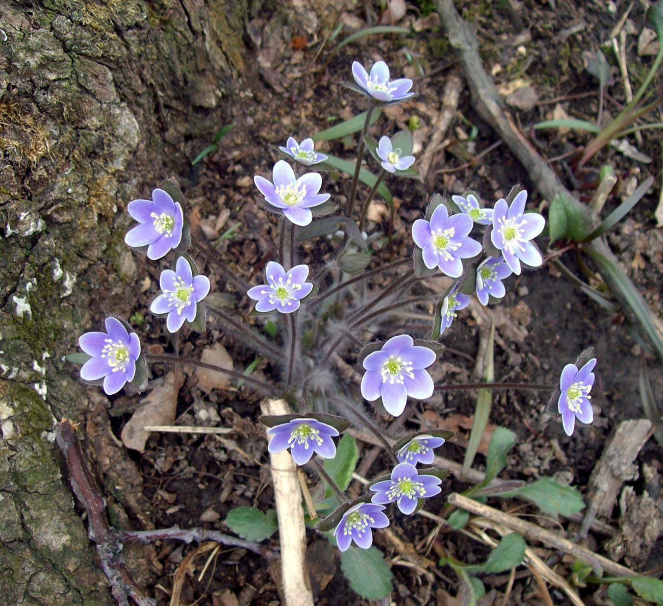 Image of Hepatica americana specimen.