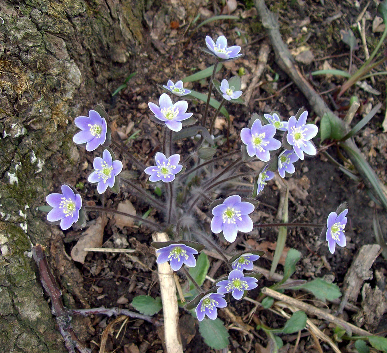 Изображение особи Hepatica americana.